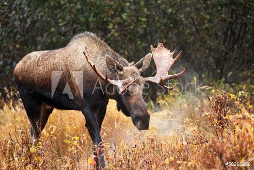 Picture of Moose Bull blowing some Steam Male Alaska USA